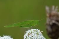 Phaneroptera falcata