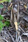 Platycleis albopunctata