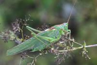 Tettigonia viridissima