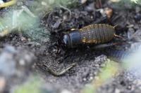 Gryllus campestris