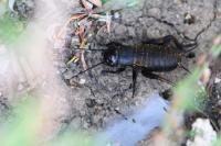 Gryllus campestris