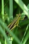 Stethophyma grossum