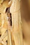 Euchorthippus elegantulus