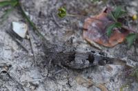 Oedipoda caerulescens