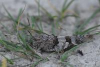 Oedipoda caerulescens