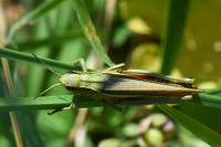 Stethophyma grossum