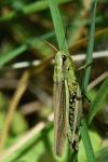 Stethophyma grossum