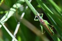 Conocephalus fuscus
