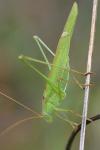 Phaneroptera falcata