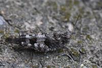 Oedipoda caerulescens
