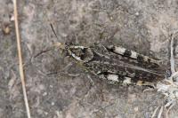Calliptamus italicus
