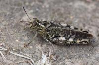 Calliptamus italicus