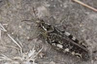 Calliptamus italicus