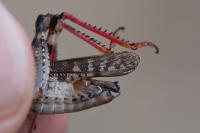 Calliptamus italicus