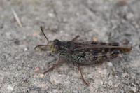 Calliptamus italicus