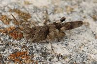 Oedipoda caerulescens