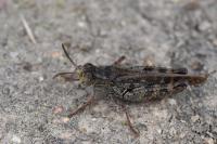 Calliptamus italicus