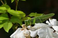 Tettigonia viridissima
