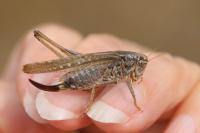 Platycleis albopunctata