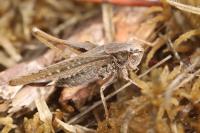 Platycleis albopunctata