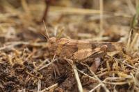 Oedipoda caerulescens