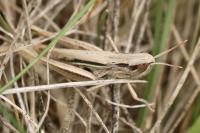 Euchorthippus elegantulus