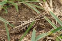 Gomphocerippus biguttulus