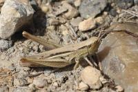Euchorthippus elegantulus