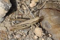 Euchorthippus elegantulus