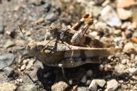 Oedipoda caerulescens