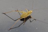 Phaneroptera