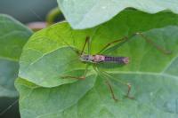Leptophyes punctatissima
