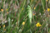 Tettigonia viridissima