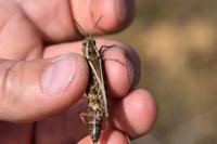 Calliptamus italicus