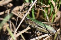 Chorthippus albomarginatus