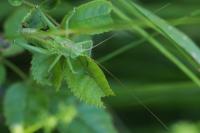 Tettigonia viridissima