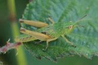 Pseudochorthippus parallelus