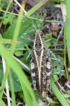Calliptamus italicus