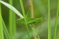 Phaneroptera falcata