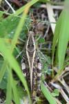 Calliptamus italicus