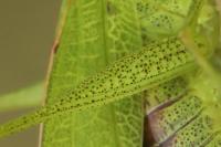 Phaneroptera nana