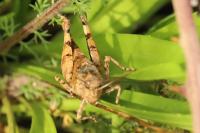 Oedipoda caerulescens