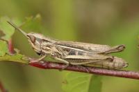 Euchorthippus elegantulus