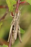 Euchorthippus elegantulus