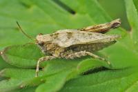 Tetrix undulata