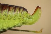 Phaneroptera nana