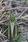 Stenobothrus lineatus