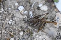 Platycleis albopunctata