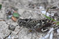 Calliptamus italicus