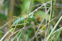 Ephippiger diurnus